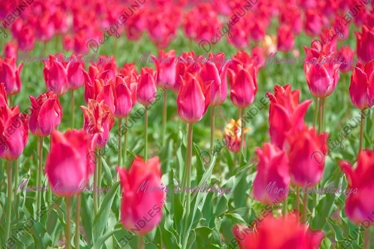 Pink tulip, spring nature