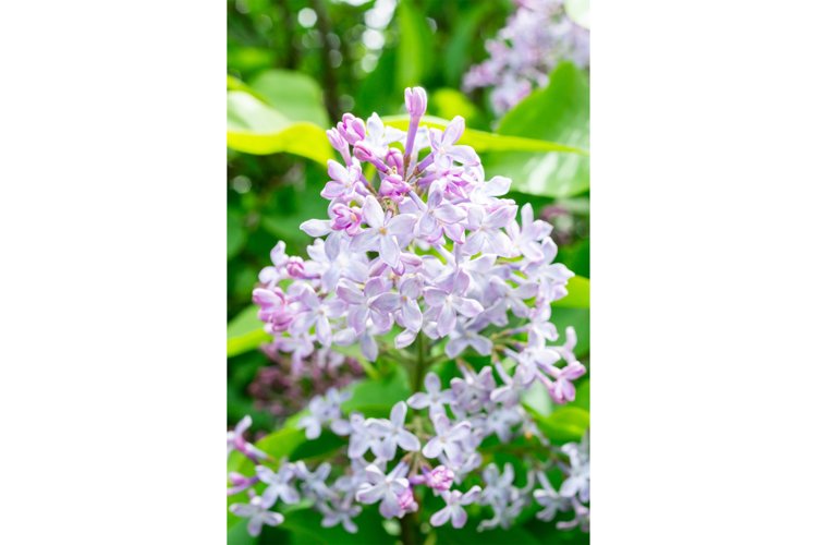 Garden Background Image 14