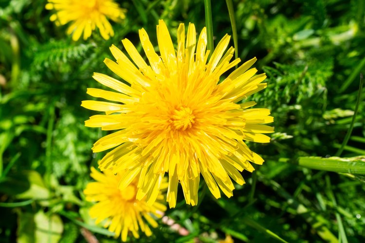 Garden Background Image 2
