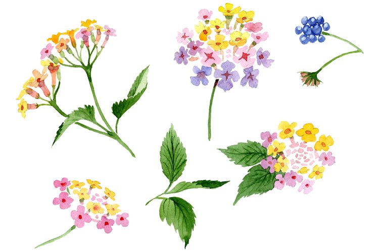 Pink lantana watercolor png example image 1
