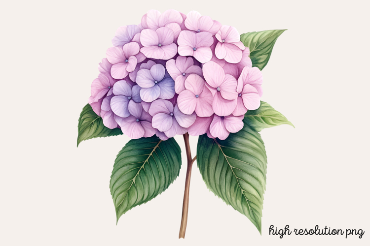 Hydrangea Png Image 8