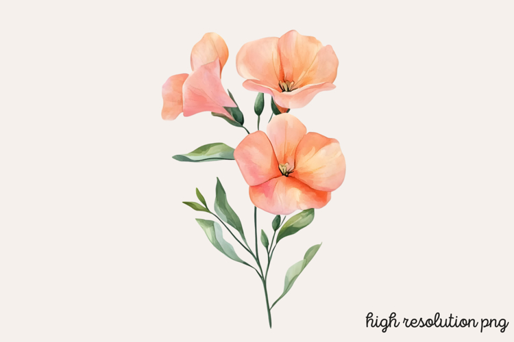 Sweet Pea Flower Watercolor Clipart PNG