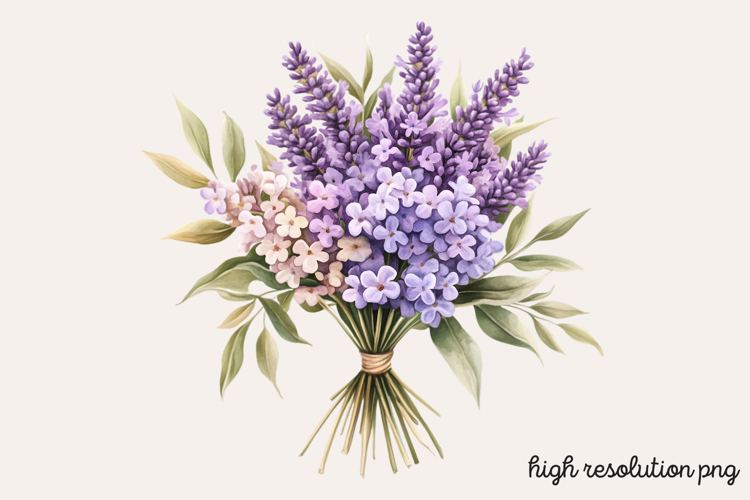 Lilac Illustration Image 4
