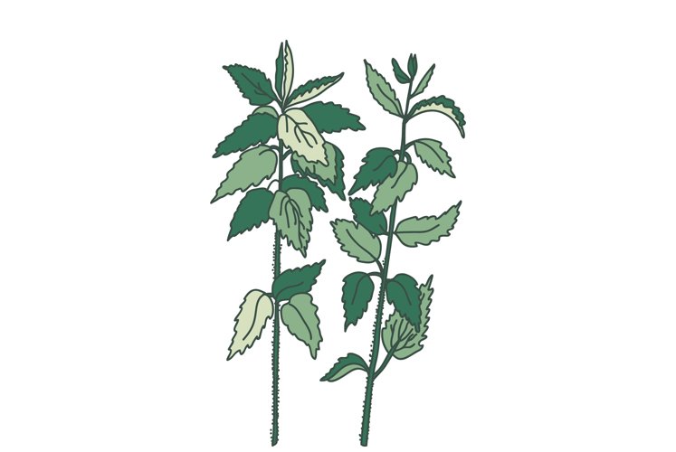 Greenery Clipart Image 18