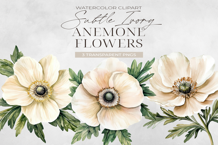 Ivory Anemone Flowers Clipart, Watercolor PNG