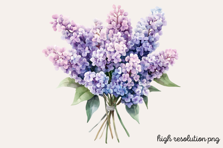 Lilac Illustration Image 21