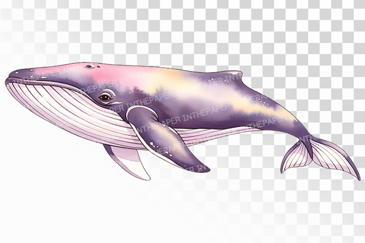 Cute Humpback Whale Marine Mammal PNG Summer