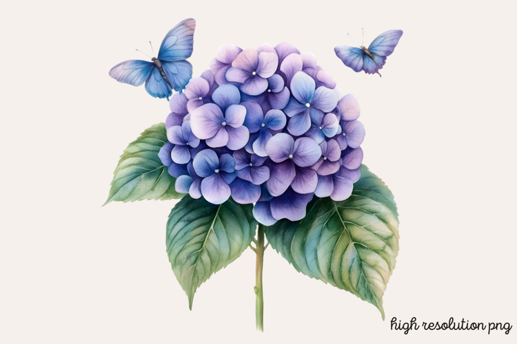 Hydrangea Watercolor Clipart PNG