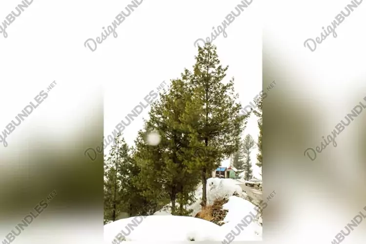 Breathtaking view of the trees on the snow-covered