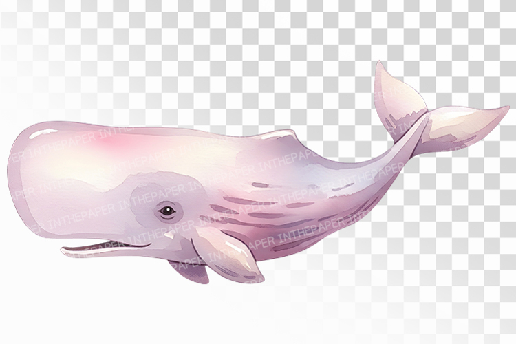 Cute Sperm Whale Deep Sea Animal PNG Summer