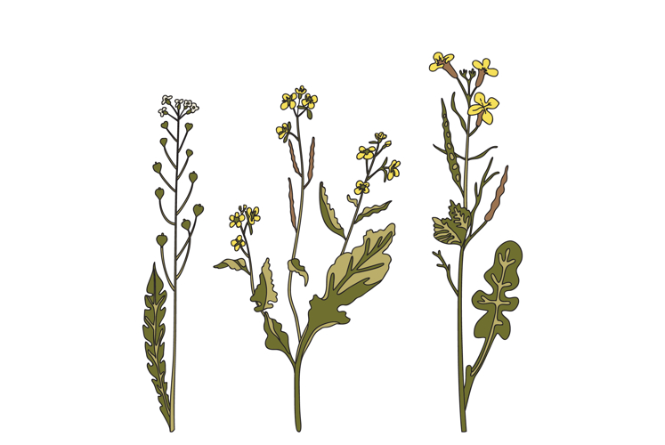 Flower Drawing Image 5