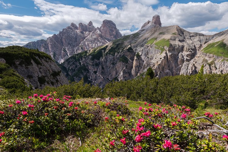 Flowers by Tre Cime di Lavaredo example image 1