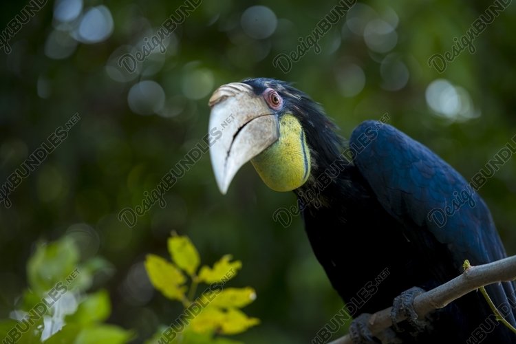 Hornbill in Aceh, Indonesia example image 1