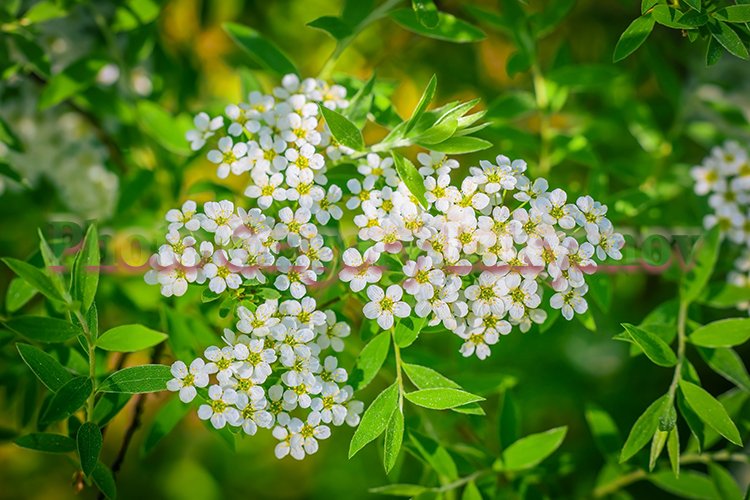 Garden Background Image 2