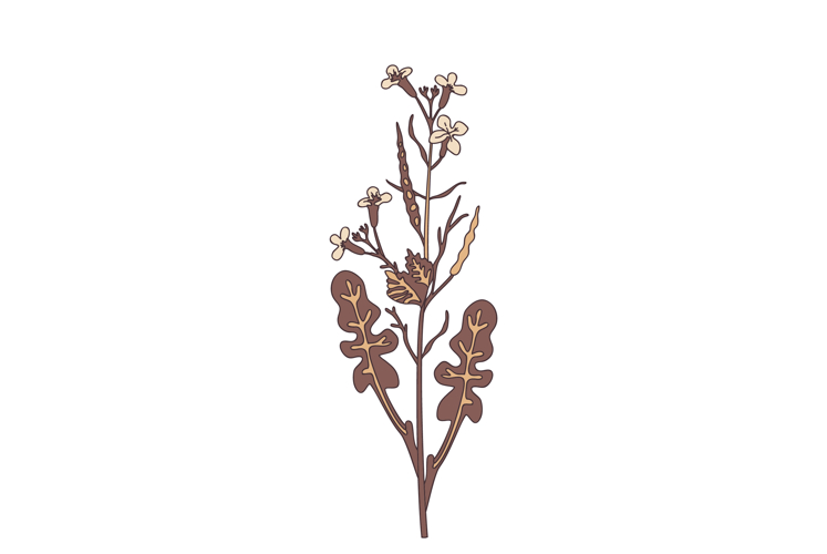 Wildflower Clipart Image 21