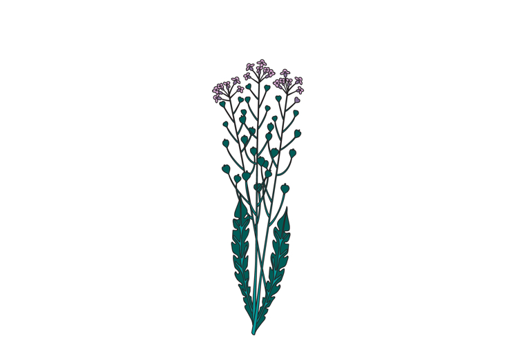 Wildflower Clipart Image 19