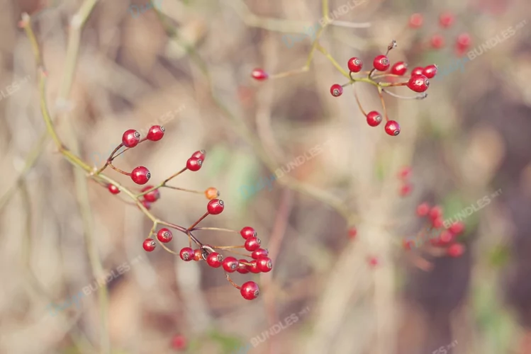 Low Angle View Of Berries Growing On Tree