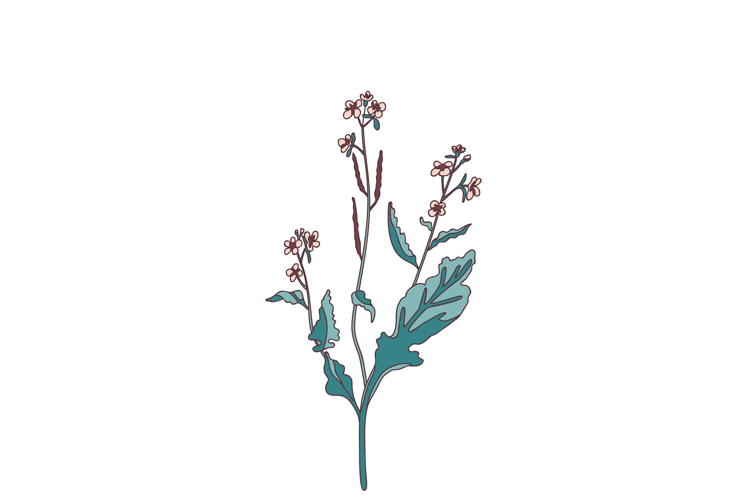 Wildflower Clipart Image 17