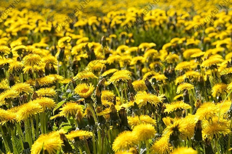 Spring Clipart Image 9