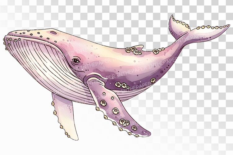 Cute Humpback Whale Ocean Giant PNG Summer Sea Animal