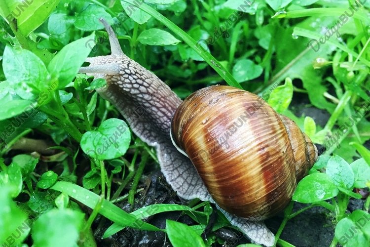 Snail Clipart Image 23