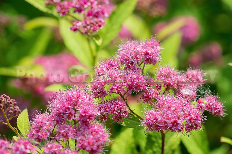 Garden Background Image 2