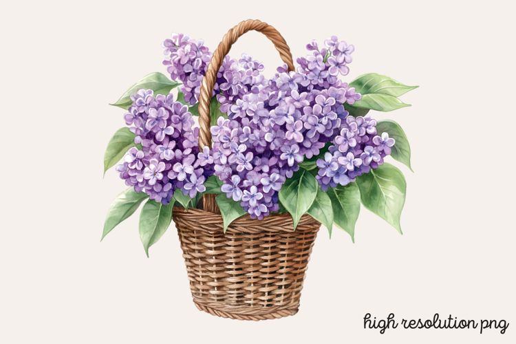 Lilac Illustration Image 14