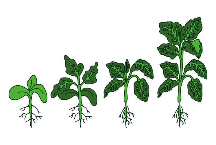 Seedling Clipart Image 20