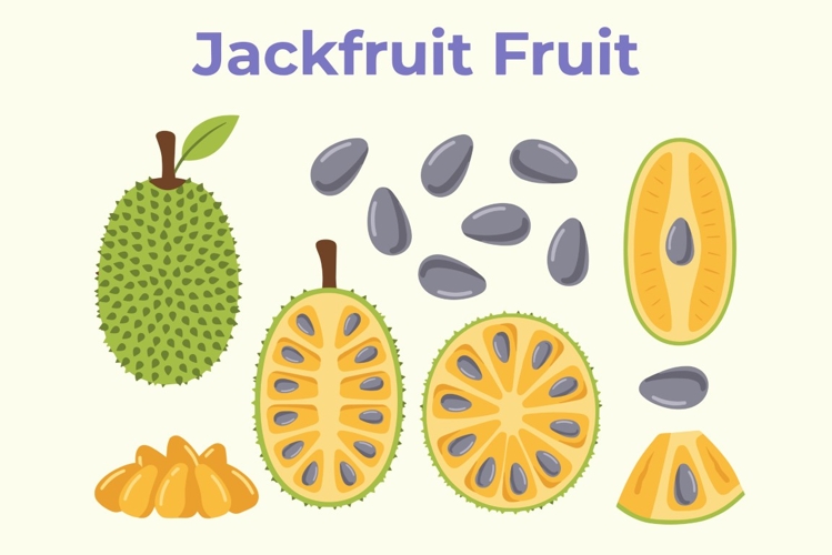 Jackfruit Fruit Clipart