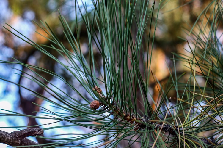 green Christmas tree branch close up example image 1