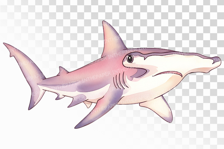 Shark Png Image 17
