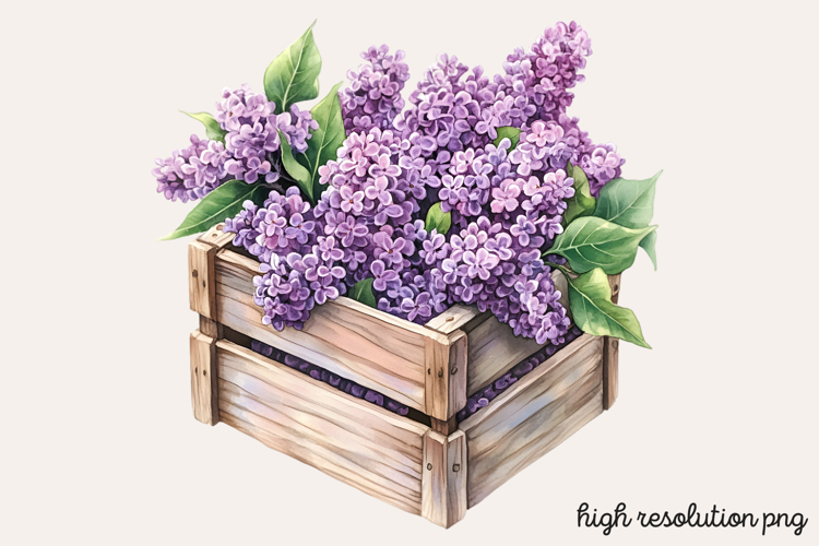 Lilac Illustration Image 11