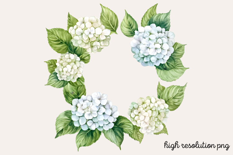 Hydrangea Png Image 13