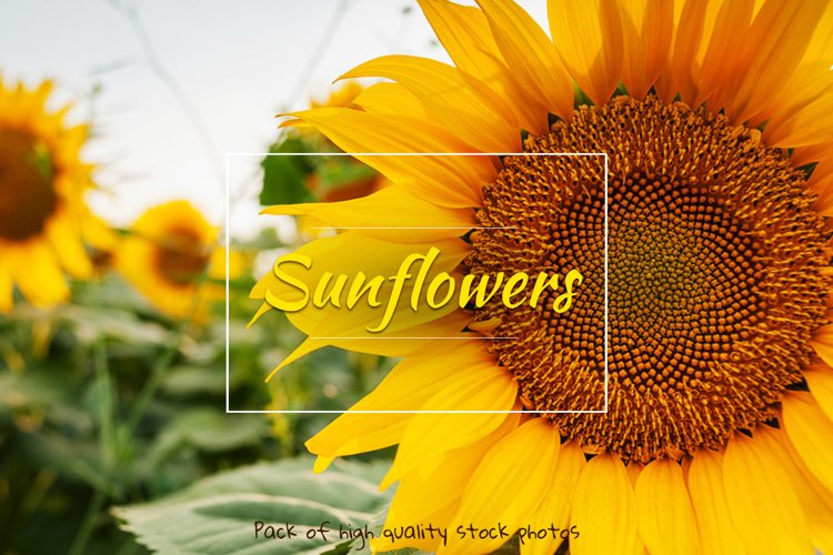 Sunflower Background Image 19