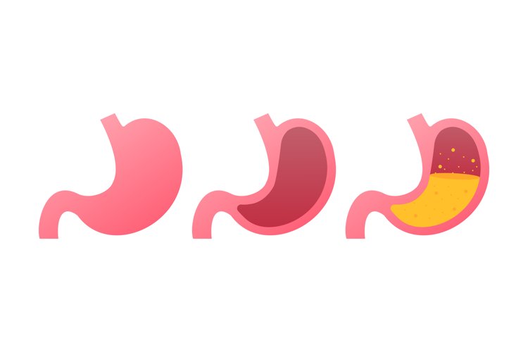 Stomach icon. Human internal organs symbol example image 1