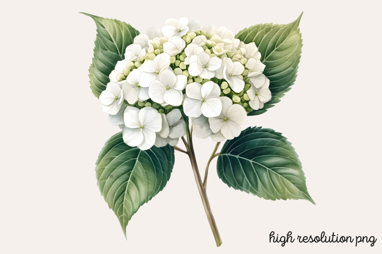 Hydrangea Png Image 12