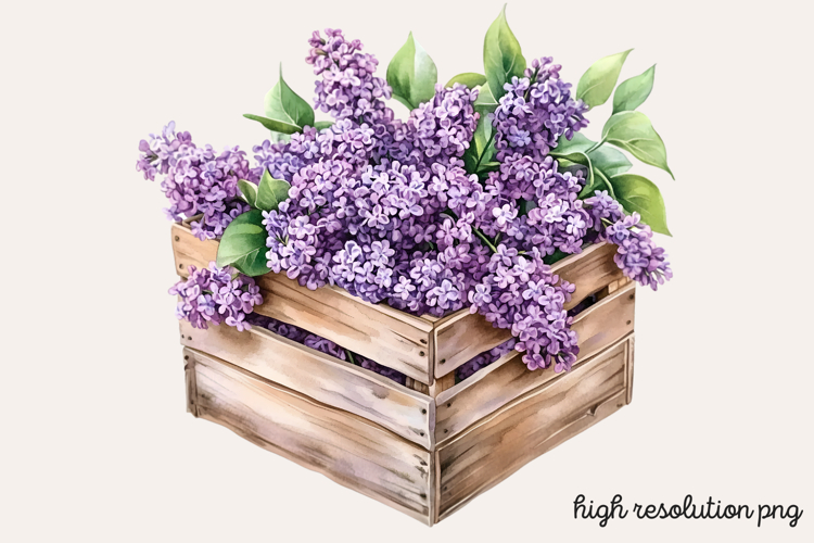Lilac Illustration Image 10