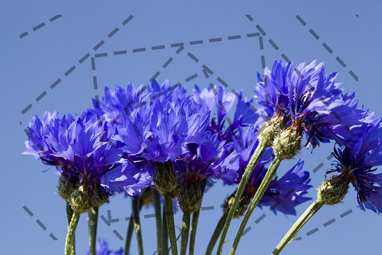 blue wildflowers cornflowers