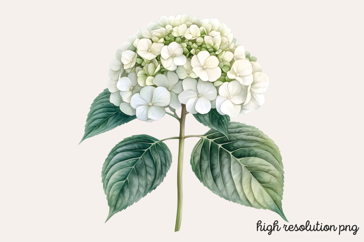 Hydrangea Png Image 11