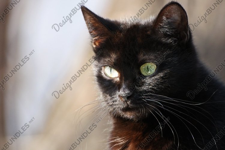 Pets Clipart Image 20