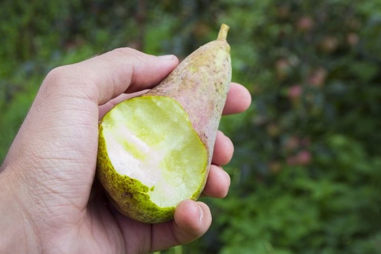 Pear Clipart Image 19