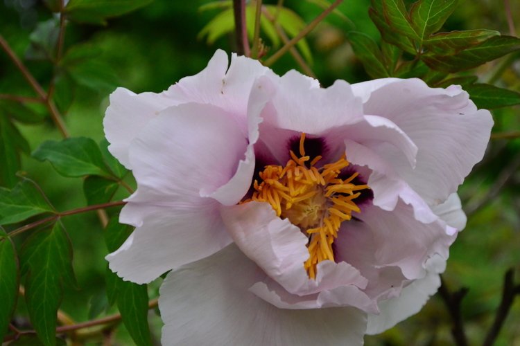 blooming flowers in the garden