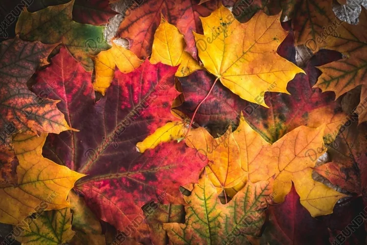 Autumn background from fall maple colorful leaves