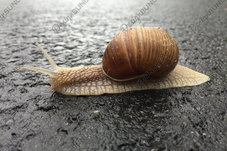 Snail Clipart Image 3