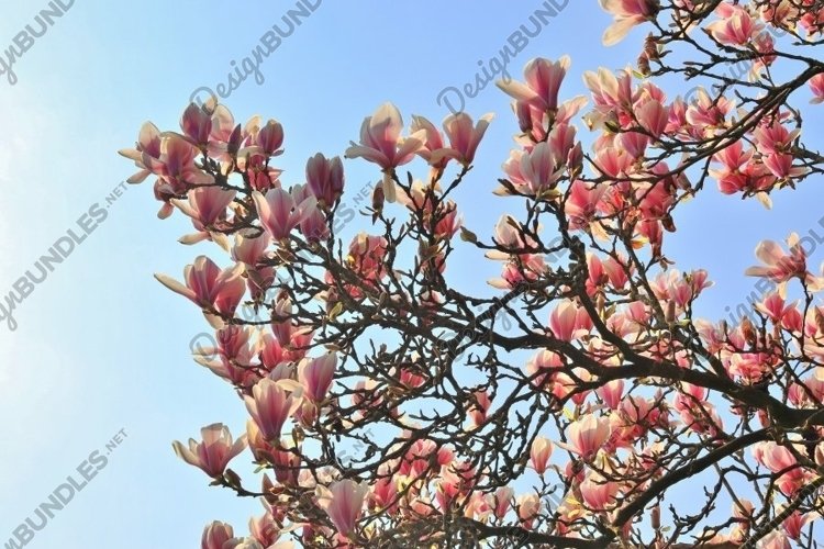 Beautiful background of flowering trees