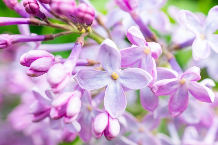 Garden Background