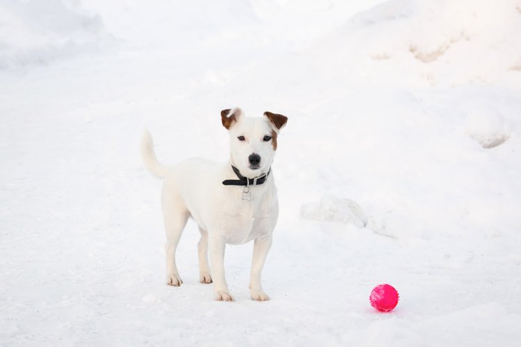 Puppy Clipart Image 8