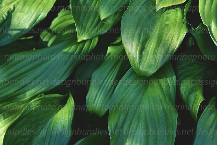Garden Background Image 24