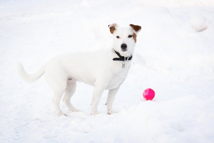Puppy Clipart Image 3