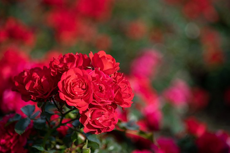 Stock Photo - Rose flower on a green blur background. example image 1